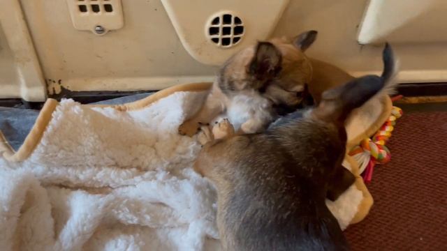 Puppy Java loves his blanket someone kindly sent, his first fan present смотреть онлайн