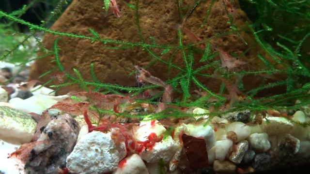 Жизнь креветок смотреть онлайн