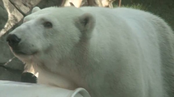 Polar Bears! Learn Fun Polar Bear Facts for Children