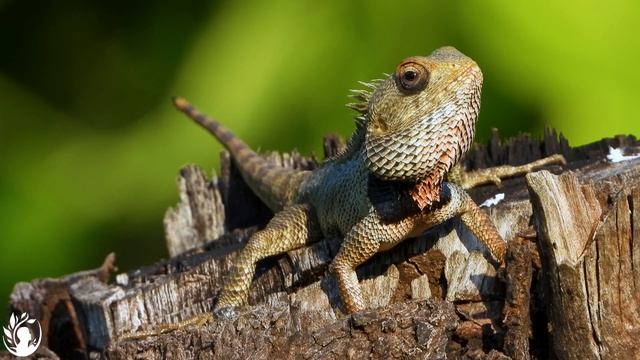 Глубокий лес (4K Ultra HD) - формат расслабляющего пейзажного фильма с эпической музыкой. смотреть онлайн