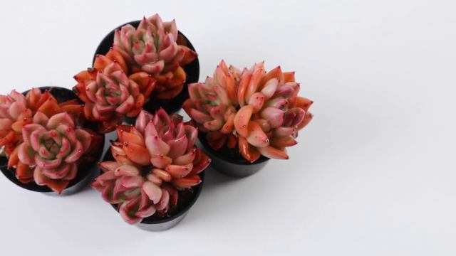Dudu EC306_1 Colourful Rare Floweing Wholesale Aeonium Echeveria Natural Live Succulent смотреть онлайн