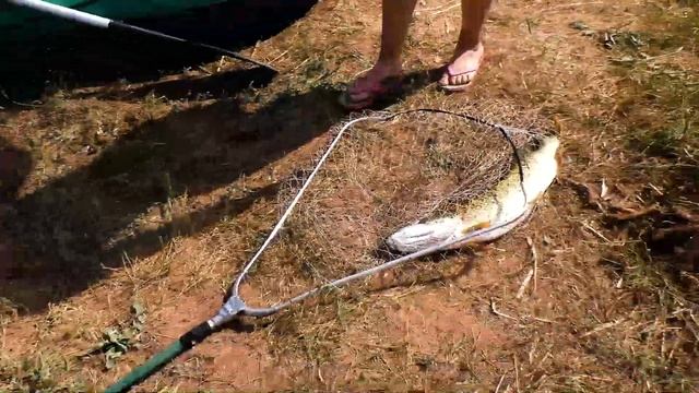 Кулан август 2021 смотреть онлайн