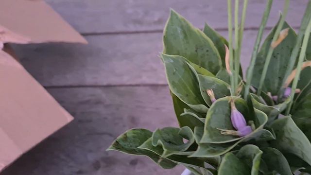 Пришла посылка с хостами - Распаковка смотреть онлайн