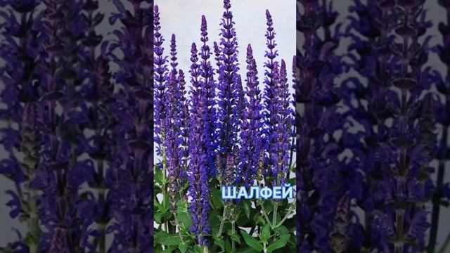 Топ-7 пряных трав?? для сада! смотреть онлайн