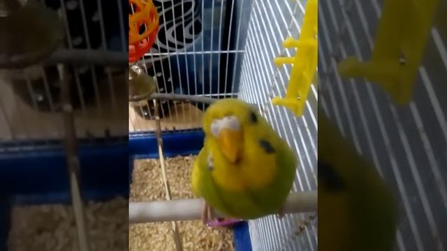 Мой любимый попугай Сима????? смотреть онлайн