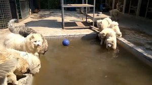 Мокрый, грязный самоед - счастливый самоед(2)