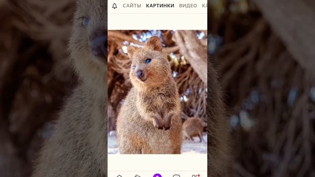 животные квокка. милашки? если да, то ?лайк❤ смотреть онлайн