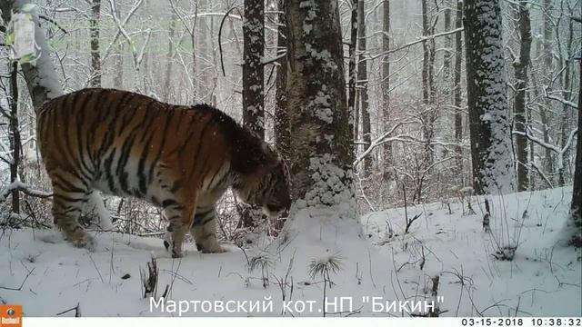 Итоговый ролик V Национального конкурса "Фотоловушка" смотреть онлайн