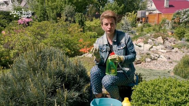 Не обрезка, а только прищипка у хвойных! Формируем густую и пышную крону у ели и сосны на даче смотреть онлайн