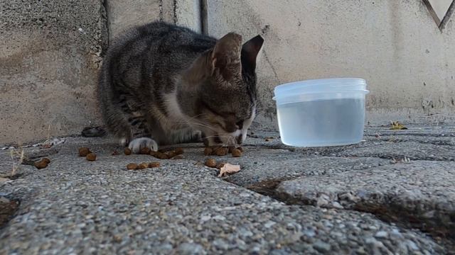 Pregnant cat trusts me more now смотреть онлайн