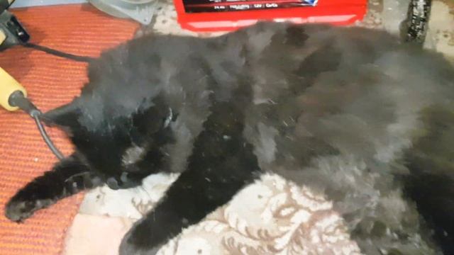 как правильно гладить кота... смотреть онлайн