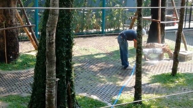 Тигровый зоопарк в Паттайе.