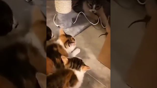 Курс молодого бойца смотреть онлайн