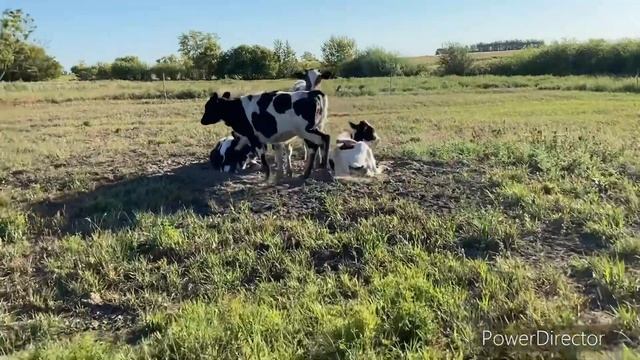 Петух сбежал из супа! Мама заставляет работать!