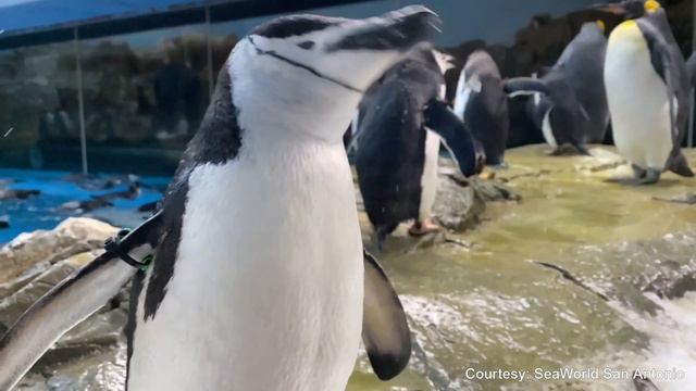Video from SeaWorld San Antonio shows penguin sneezes are not that cute смотреть онлайн