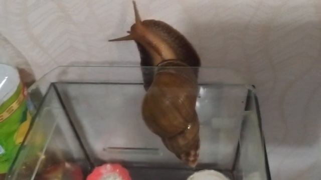 Улитка Ахатина, побег с аквариума