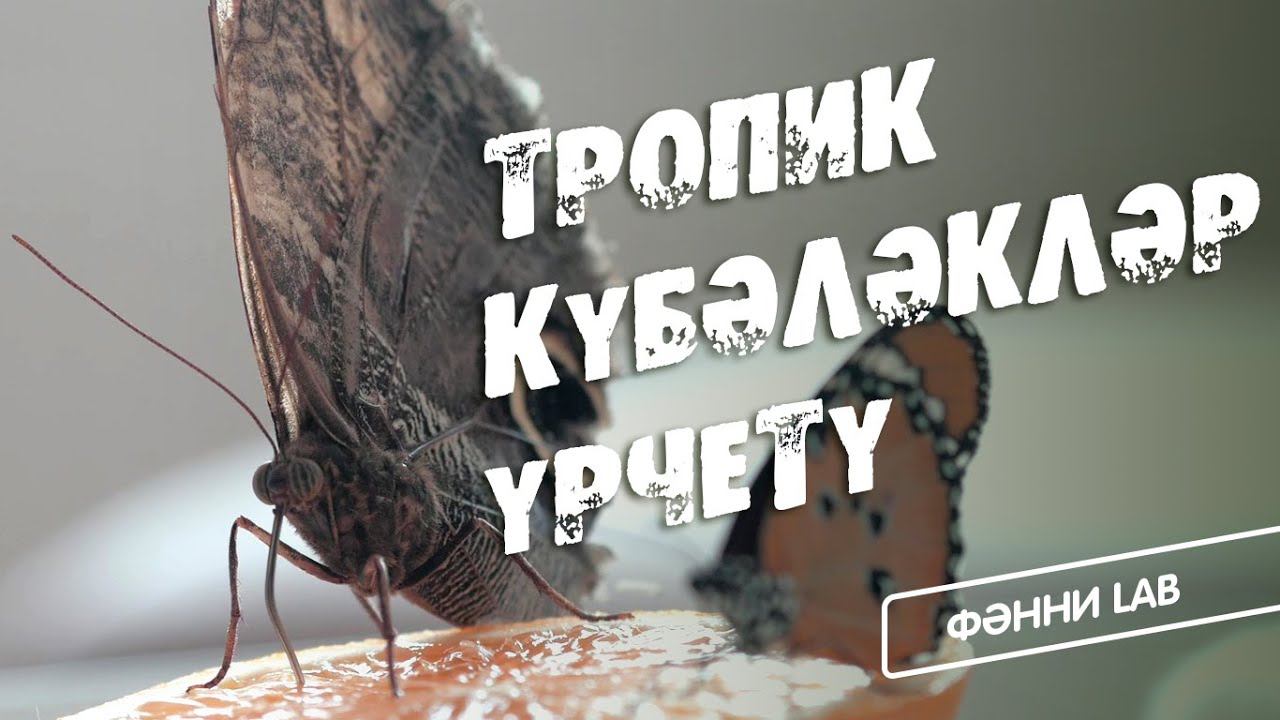 ФӘННИ LAB / «Әйт әле, Күбәләк» / Тропик күбәләкләр үрчетү / Секреты разведения тропических бабочек смотреть онлайн