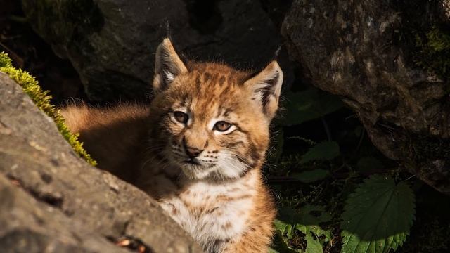 Рысь мертвой хваткой вцепилась в браконьера, стрелявшего в тигра. Он поплатился за все смотреть онлайн