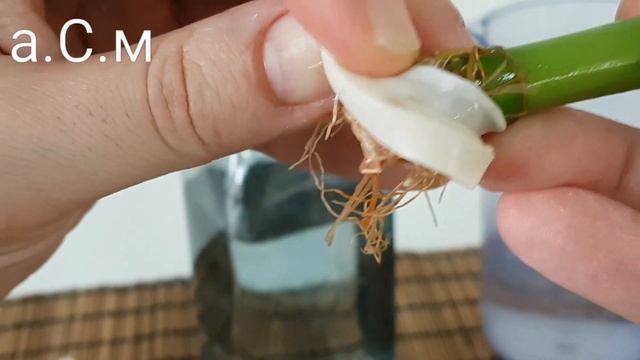 DRACAENA SANDERIANA LUCKY BAMBOO а.С.м смотреть онлайн