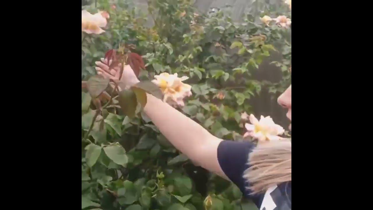 расстояние между розами. часть 0 смотреть онлайн