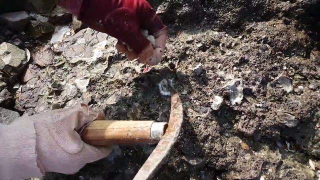 Как собирают мидии во Вьетнаме? смотреть онлайн