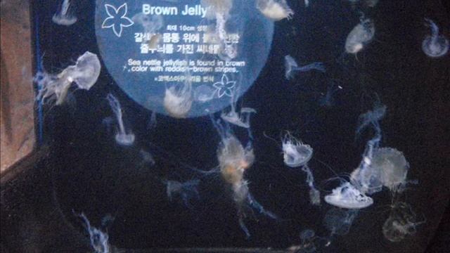 ^7^ Южная Корея, Сеул, Аквариум - Korea, Seoul, COEX Aquarium