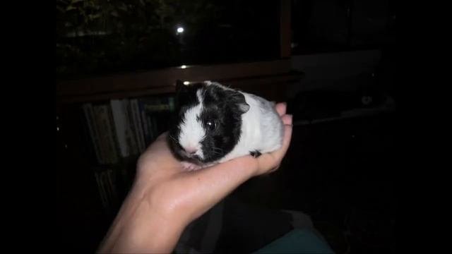 питомник Маленькая Инка.mp4 смотреть онлайн