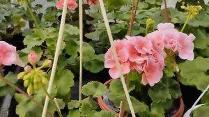 Сравнение пеларгонии. Pac Salmon Queen , Pac Calais. Вывод.