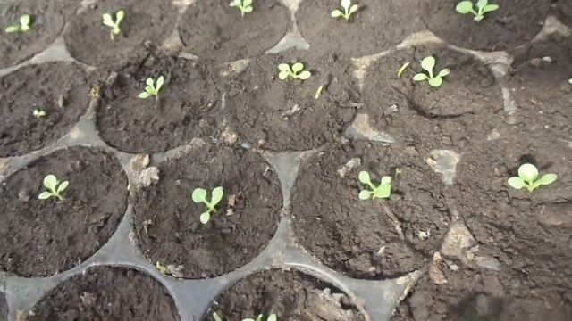 ПЕТУНИЯ ЗАМЕТНО ПОДРОСЛА. Ольга Чернова. смотреть онлайн