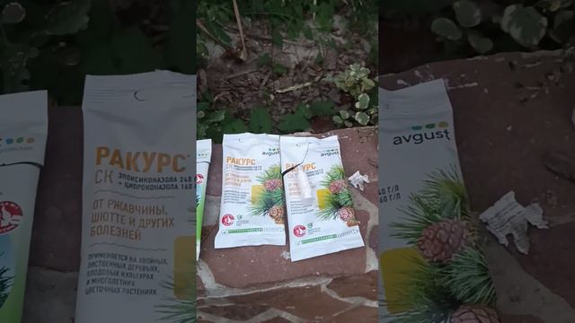 Обработка хвойных растений в сентябре🔥 смотреть онлайн