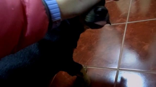 Сталинграда-найдена метис таксы. смотреть онлайн