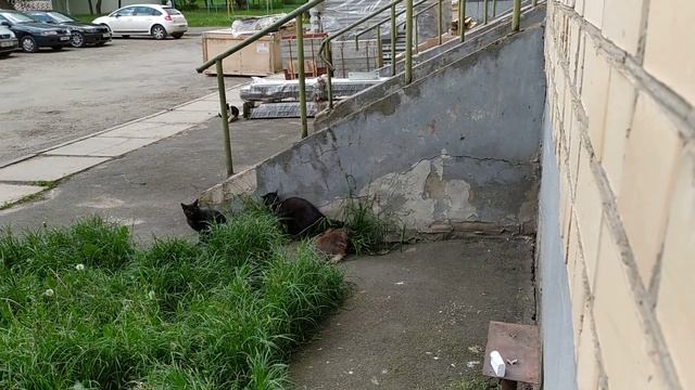 ??Что будет если котам дать валерьянки????? смотреть онлайн