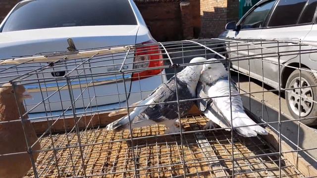 07.04.19. Птичий рынок г Прохладный ч2 Bird Market g Cool v2 смотреть онлайн