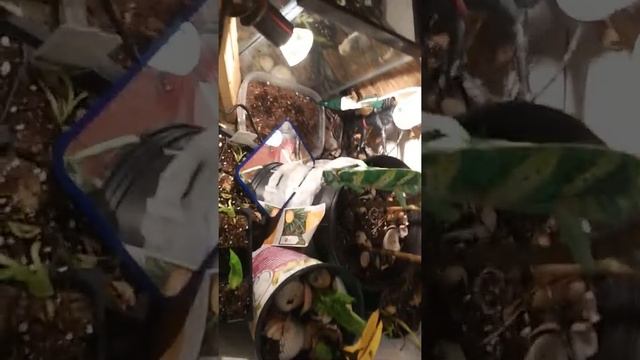 Invaders must die lizard style смотреть онлайн