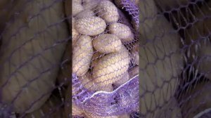 Картофель бриз Брянская область