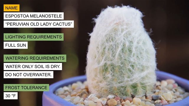 Espostoa melanostele "Peruvian Old Lady Cactus" смотреть онлайн