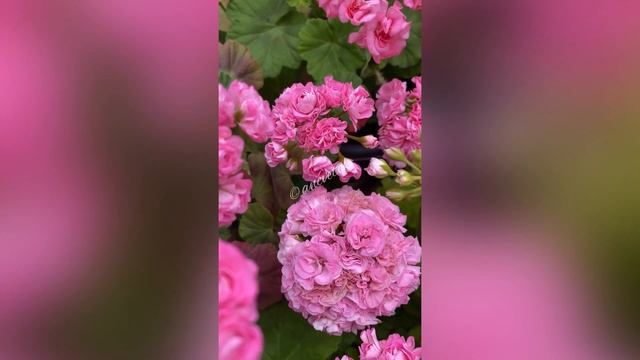 video output 8C14266E BA1D 452E 9FAF 2CE7F49287FB смотреть онлайн