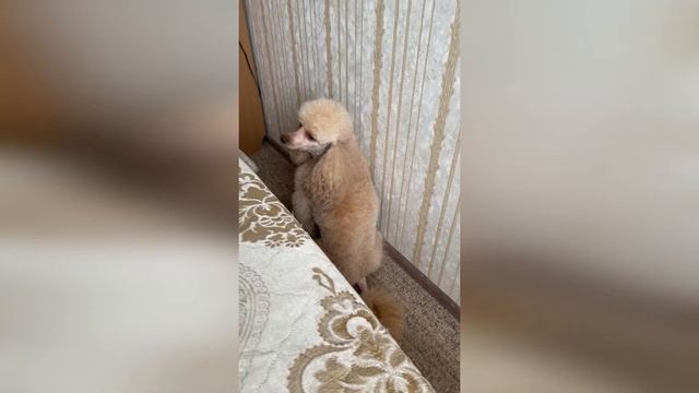 О, как тяжел собачий век... смотреть онлайн