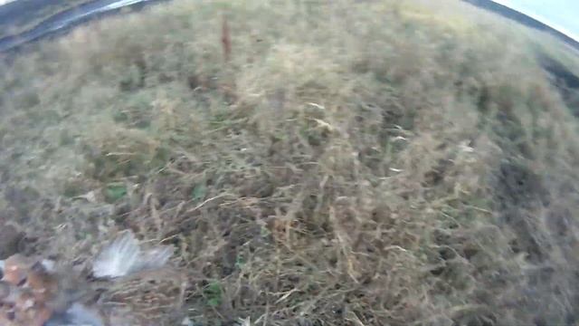 Охота на куропатку 2018 смотреть онлайн