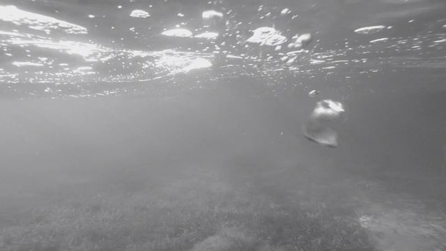 La Valse d'Amélie - Violin & Piano Cover смотреть онлайн