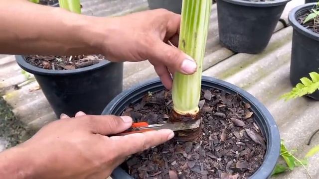 ขยายพันธุ์ Alocasia ง่ายนิดเดียว@hazzdum_garden смотреть онлайн
