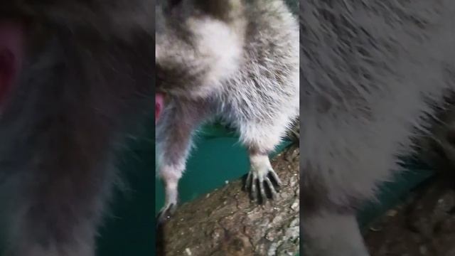 #енотики #котики #животные #ямыилюша #зима смотреть онлайн