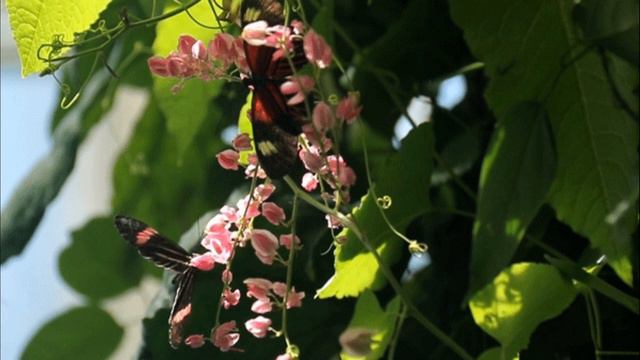 Poor Butterfly - Armónica: Cacho Góngora смотреть онлайн