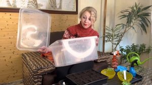 Как сею  на рассаду Ангелонию серенита и многолетник Аквилегию