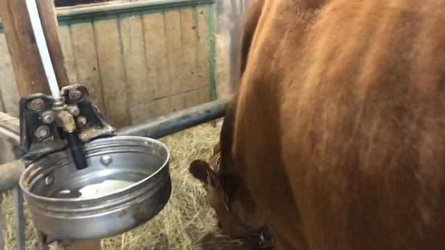 Искусственное осеменение Джерсейской коровы Зиночки. Есть ли результат? смотреть онлайн