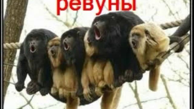 Животные экваториального леса смотреть онлайн