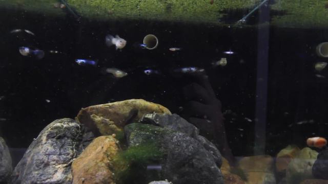 7 Tips for Keeping Guppies in an Aquarium смотреть онлайн