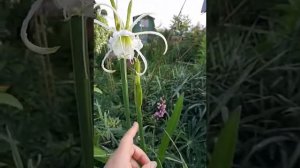 Как цветет гименокаллис (исмене)