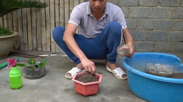 How To Grow Hydrangea With Leaves Is Both Simple And Quick To Bloom