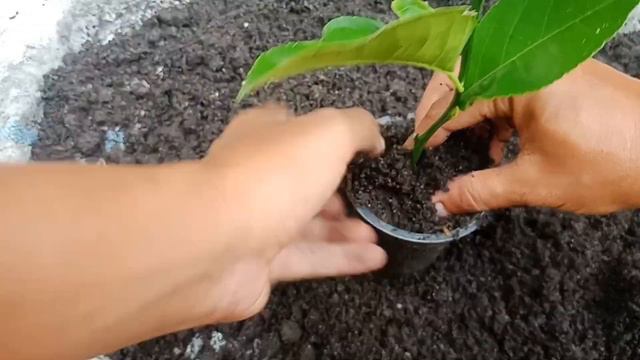 Aloe vera Natural Rooting Hormone... смотреть онлайн